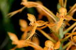 Yellow fringed orchid